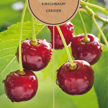 Prunus avium 'Regina'