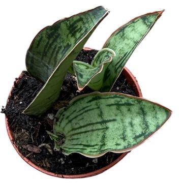 Sansevieria 'Cleopatra'