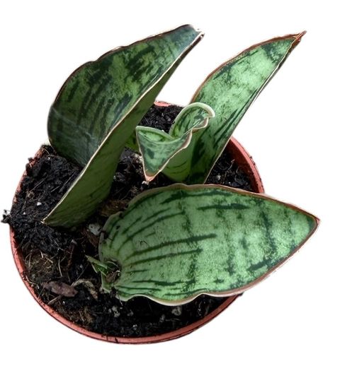 Sansevieria 'Cleopatra'