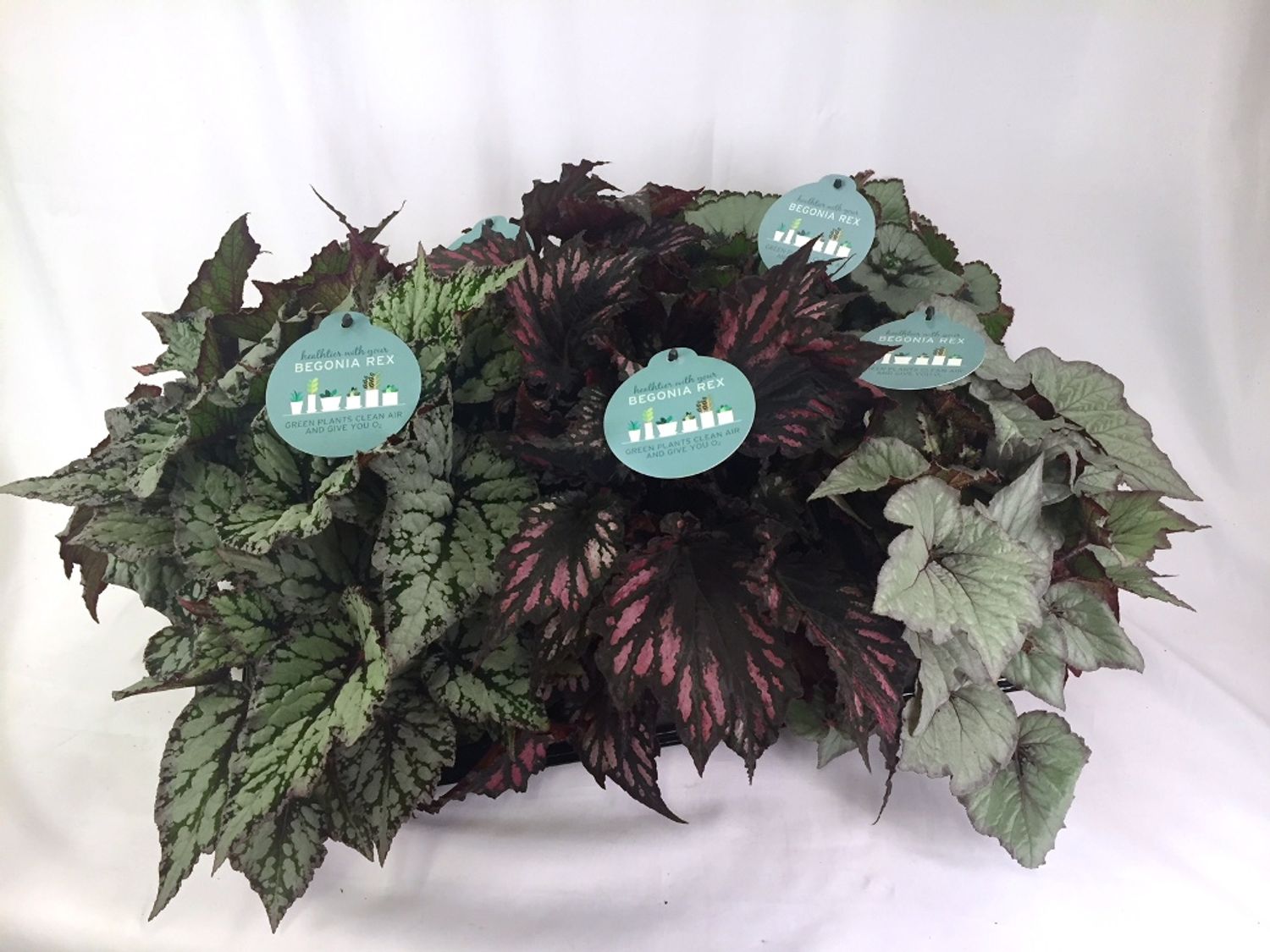 Begonia Rex Mix P12cm H30cm Plant Whole Floraccess