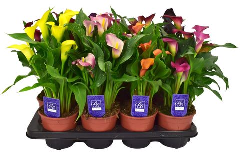 Zantedeschia MIX