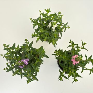 Angelonia angustifolia MIX