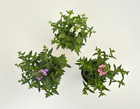 Angelonia angustifolia MIX