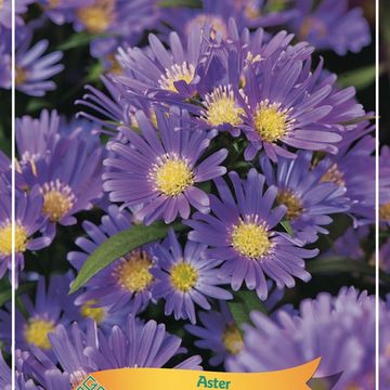 Aster 'Wood's Purple'