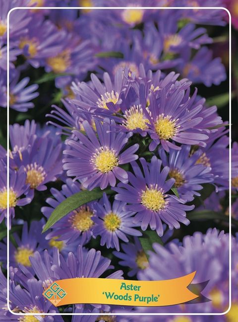 Aster 'Wood's Purple'