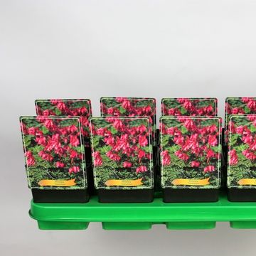 Dicentra formosa 'Luxuriant'