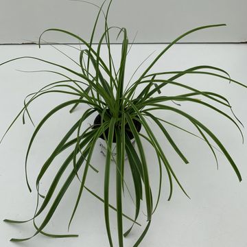 Carex oshimensis EVERCOLOR EVERLIME