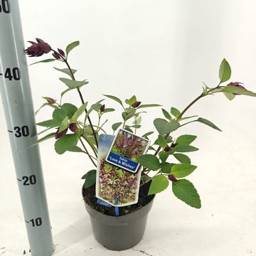 Salvia LOVE AND WISHES