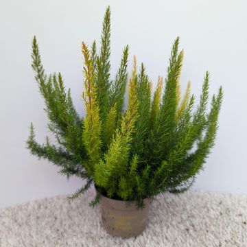 Erica arborea MIX IN POT