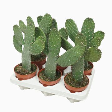 Opuntia consolea