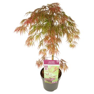 Acer palmatum 'Inaba-shidare'