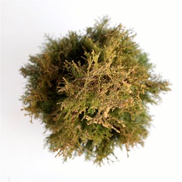 Thuja occidentalis 'Smaragd'