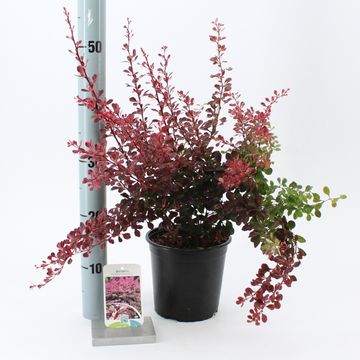 Berberis thunbergii 'Rose Glow'