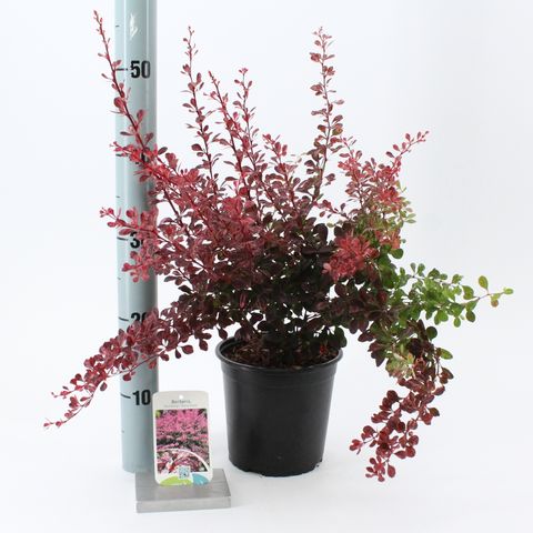 Berberis thunbergii 'Rose Glow' — Рослини оптом FlorAccess