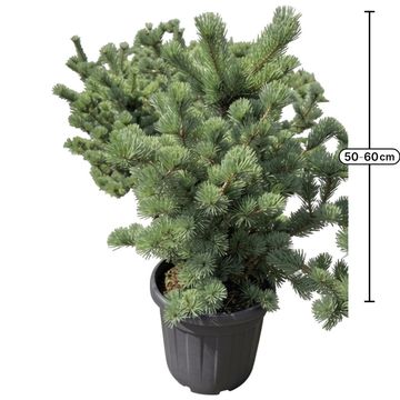 Pinus parviflora 'Negishi'