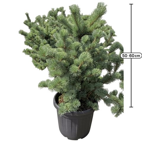 Pinus parviflora 'Negishi'