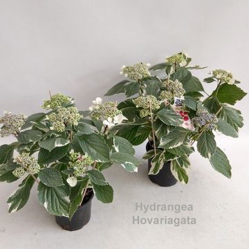 Hydrangea macrophylla HOVARIAGATA