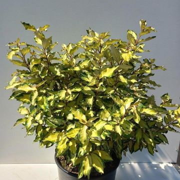 Elaeagnus x ebbingei MARYLINE