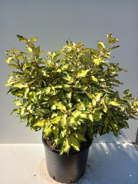 Elaeagnus x ebbingei MARYLINE