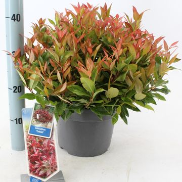 Leucothoe 'Zeblid'