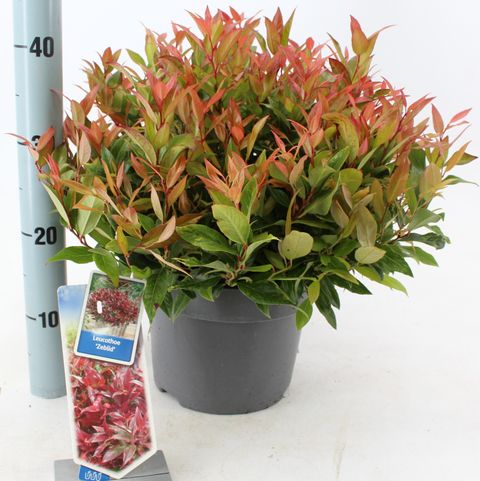 Leucothoe 'Zeblid'