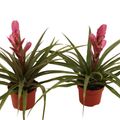 Tillandsia 'Antonio'