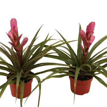 Tillandsia 'Antonio'