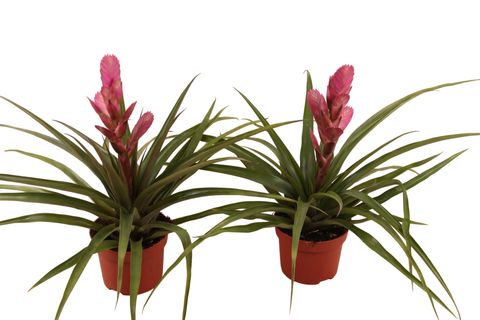Tillandsia 'Antonio'
