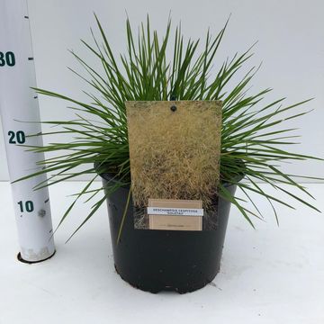 Deschampsia cespitosa 'Goldstaub'