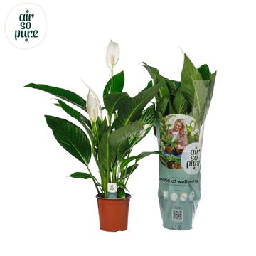 Spathiphyllum BINGO CUPIDO