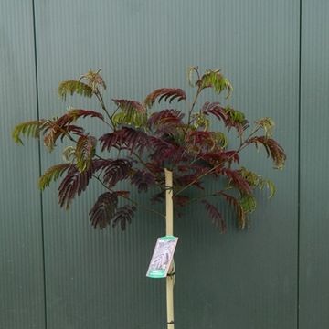 Albizia julibrissin 'Evey's Pride'