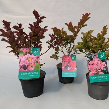 Lagerstroemia indica 'Rosea Nova'
