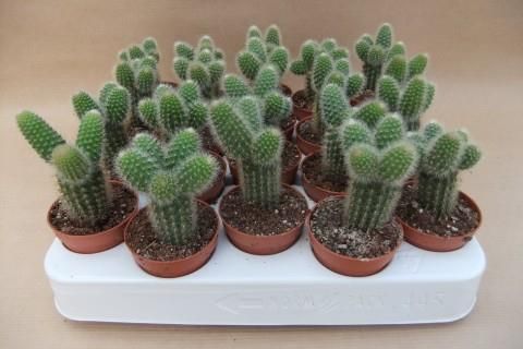 Borzicactus