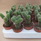 Borzicactus