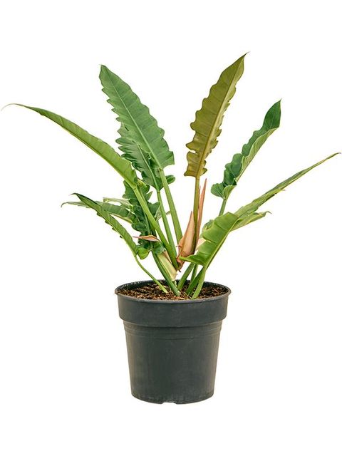 schlumbergera plant Schlumbergera 'Red Flame' – The Garden Corner