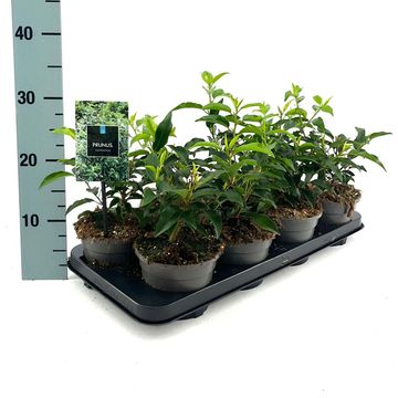 Prunus lusitanica 'Angustifolia'