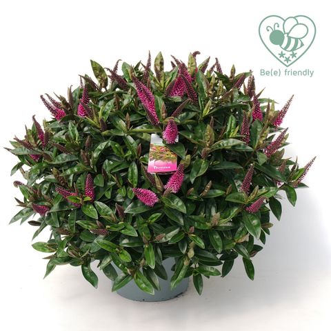 Hebe HEBEDONNA NIKKA