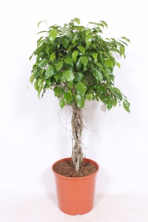 Ficus benjamina 'Exotica'