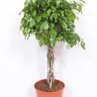 Ficus benjamina 'Exotica'