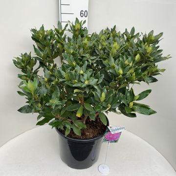 Rhododendron ponticum