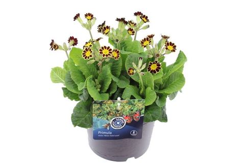 Primula 'Mister Gold Laced'