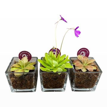Pinguicula MIX