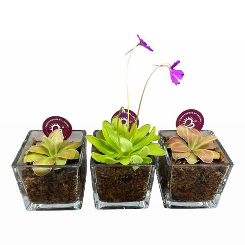 Pinguicula MIX