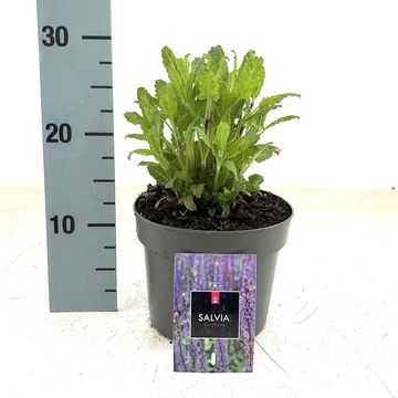 Salvia nemorosa 'Caradonna'