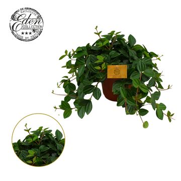 Peperomia angulata 'Rocca Scuro'