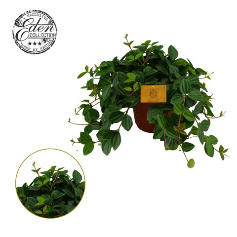 Peperomia angulata 'Rocca Scuro'