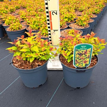 Spiraea japonica MAGIC CARPET