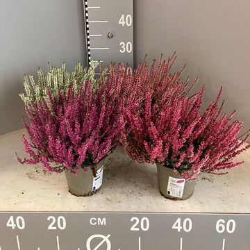 Calluna vulgaris MIX