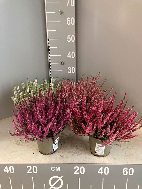 Calluna vulgaris MIX