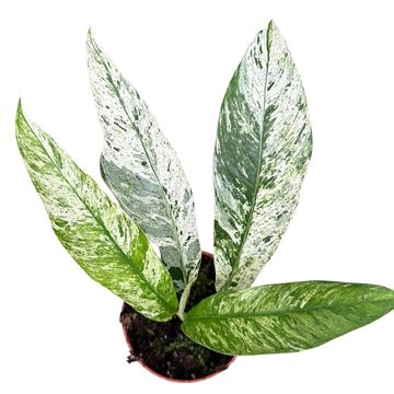 Rhaphidophora foraminifera 'Marble'